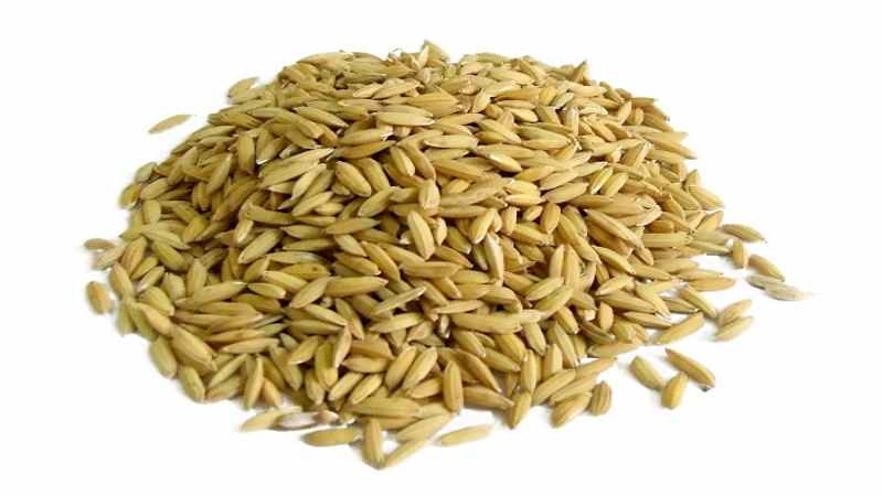 Nhất thiết phải xuất hiện hạt, ngũ cốc trong khẩu phần ăn gà đá